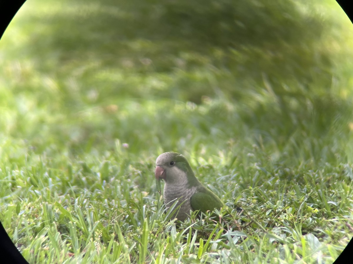 Monk Parakeet (Monk) - ML638233375
