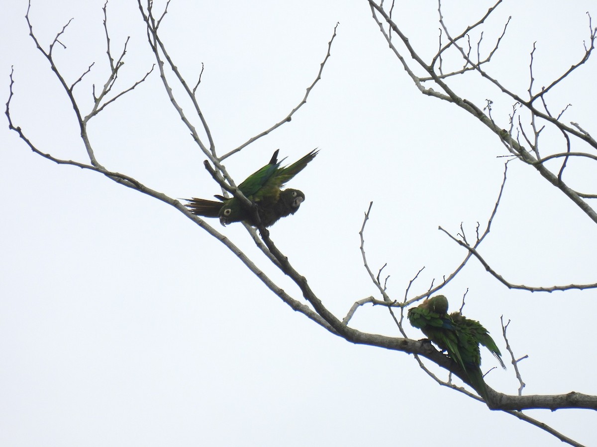 Olive-throated Parakeet - ML638233379