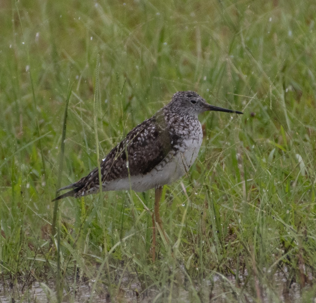 Lesser Yellowlegs - ML638233410