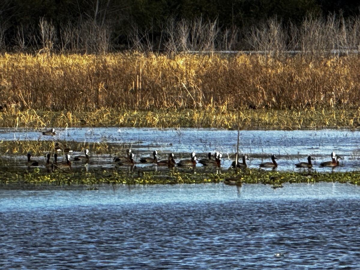 White-faced Whistling-Duck - ML638233420