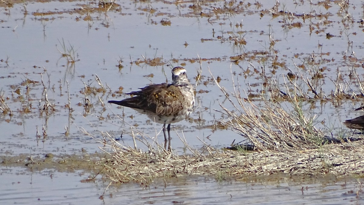 American Golden-Plover - ML638233422