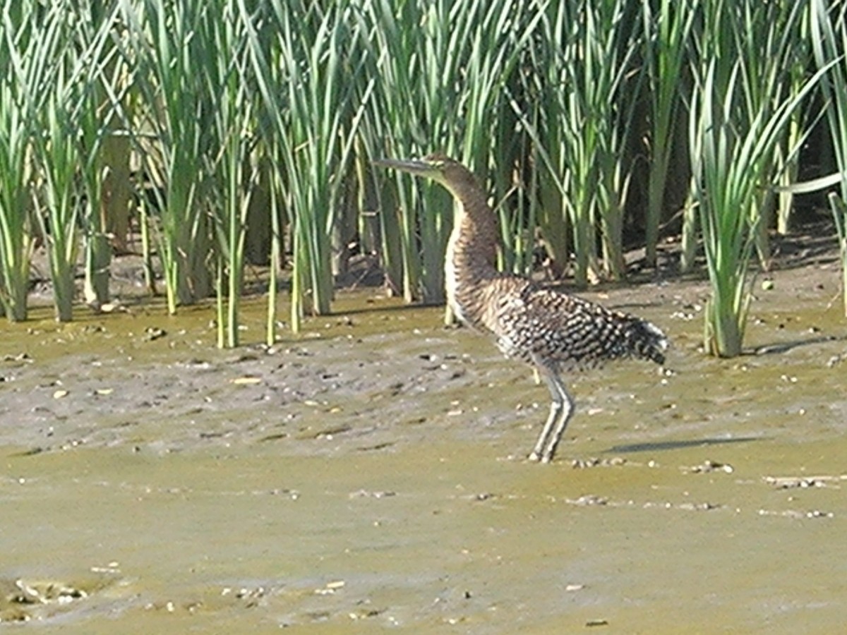 Bare-throated Tiger-Heron - ML638233424