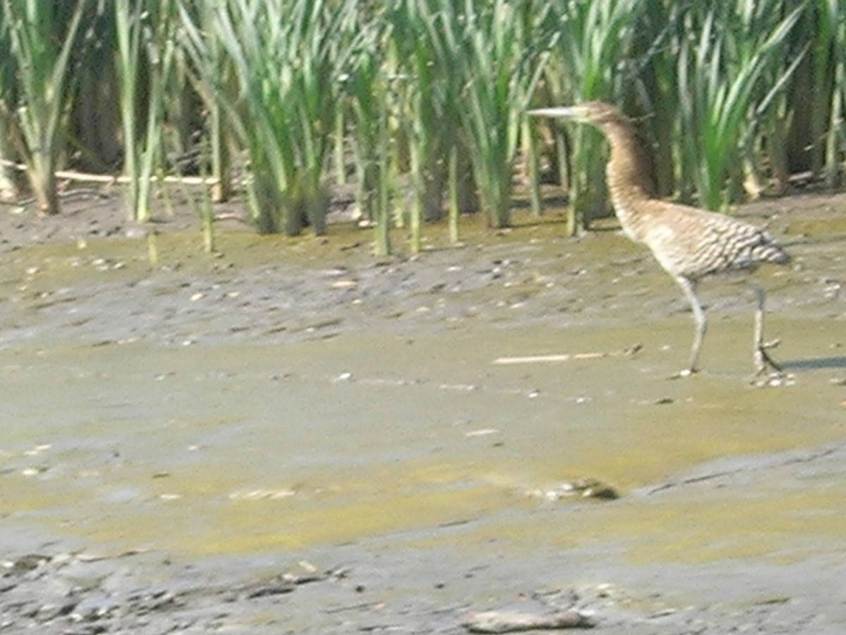 Bare-throated Tiger-Heron - ML638233425