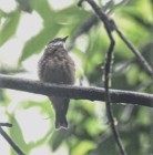 Манакін еквадорський - ML638233504