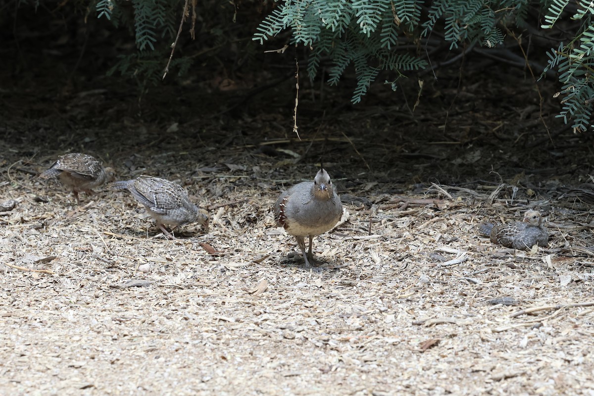 Gambel's Quail - ML638233527