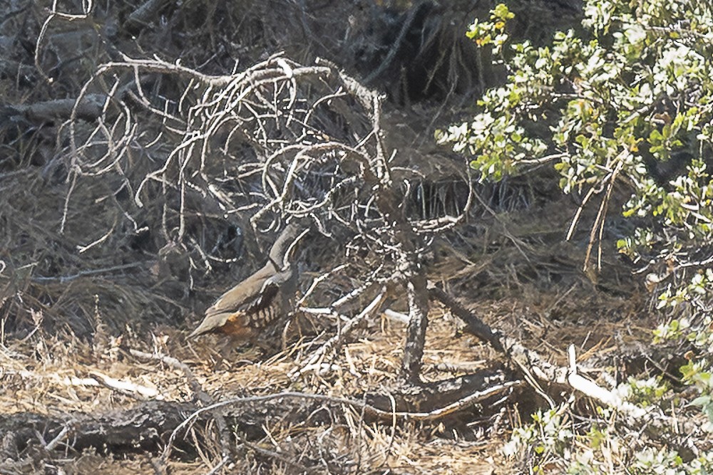 Mountain Quail - ML638233538
