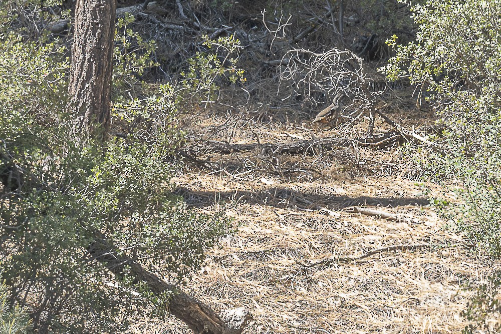 Mountain Quail - ML638233539