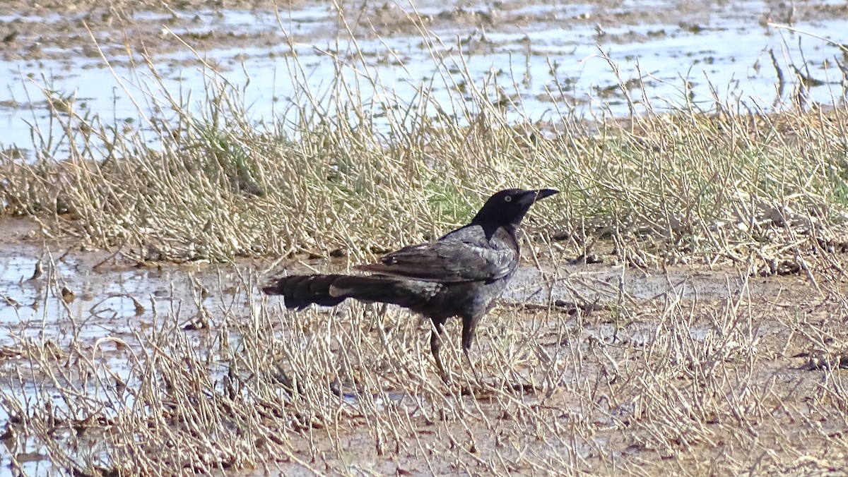 Great-tailed Grackle - ML638233540