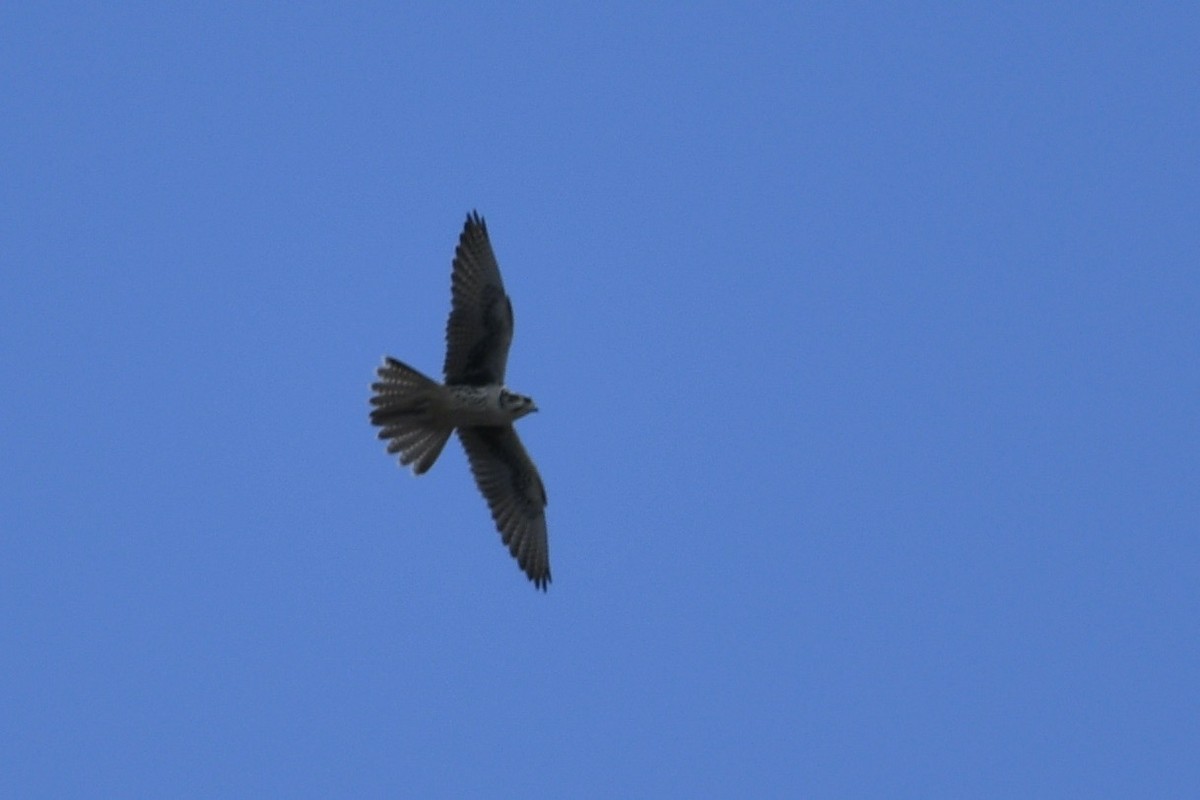 Prairie Falcon - ML638233546