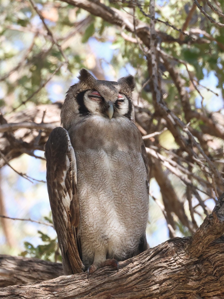Verreaux's Eagle-Owl - ML638233581