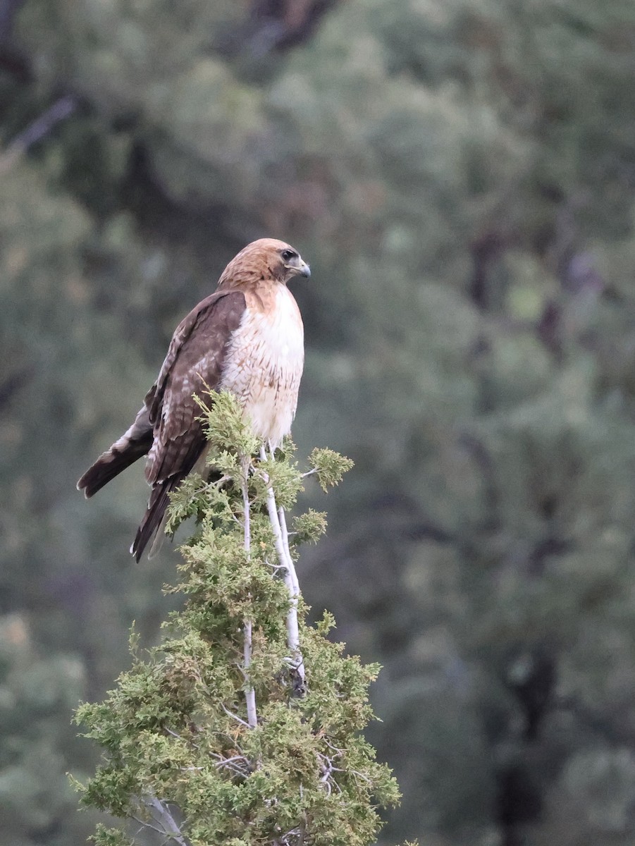 Red-tailed Hawk - ML638233582