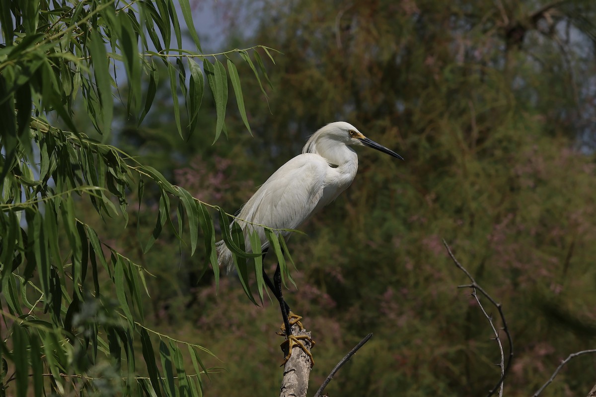 Snowy Egret - ML638233586