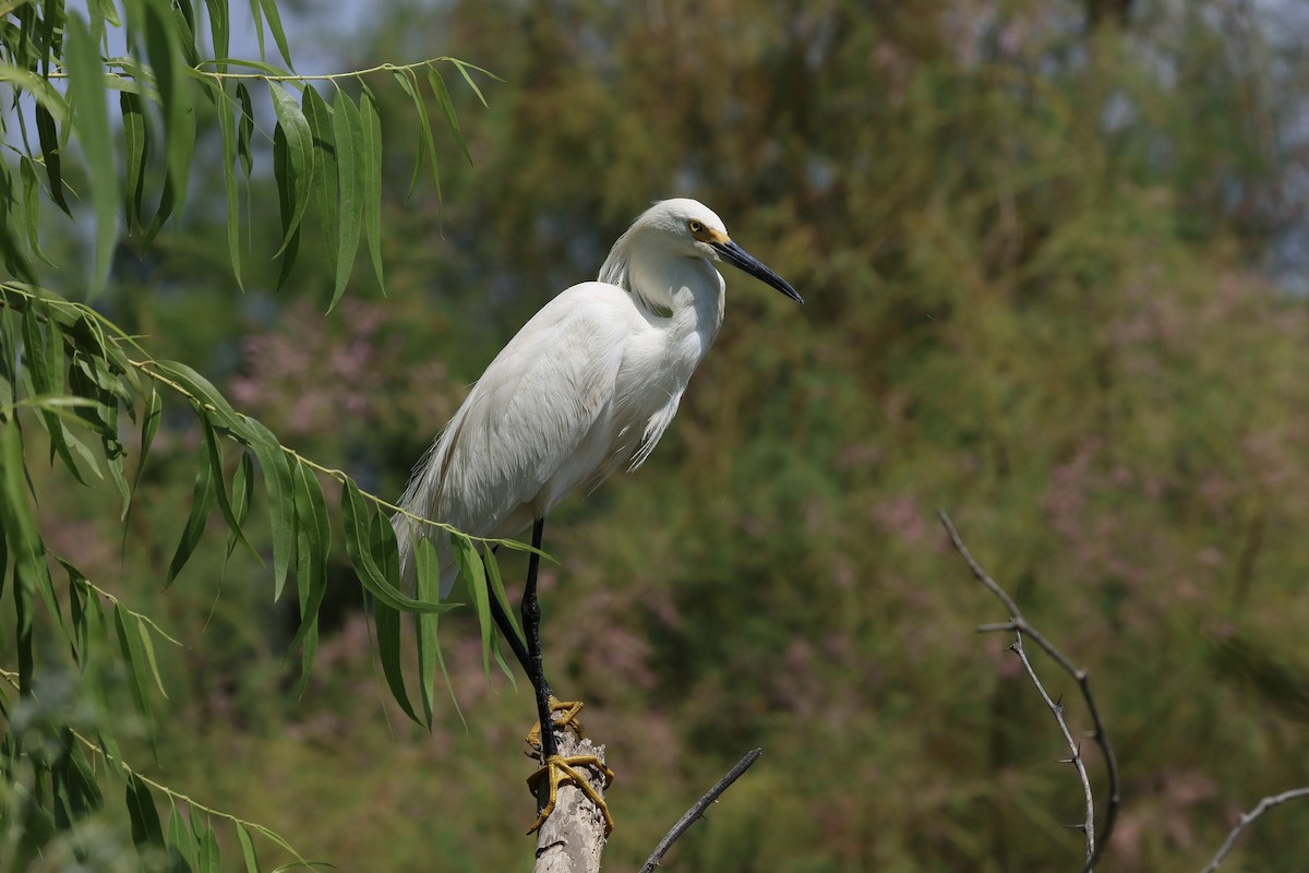 Snowy Egret - ML638233587