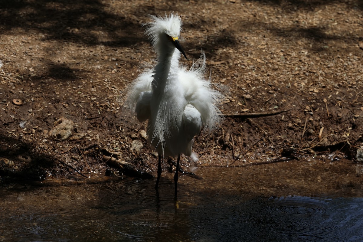 Snowy Egret - ML638233588