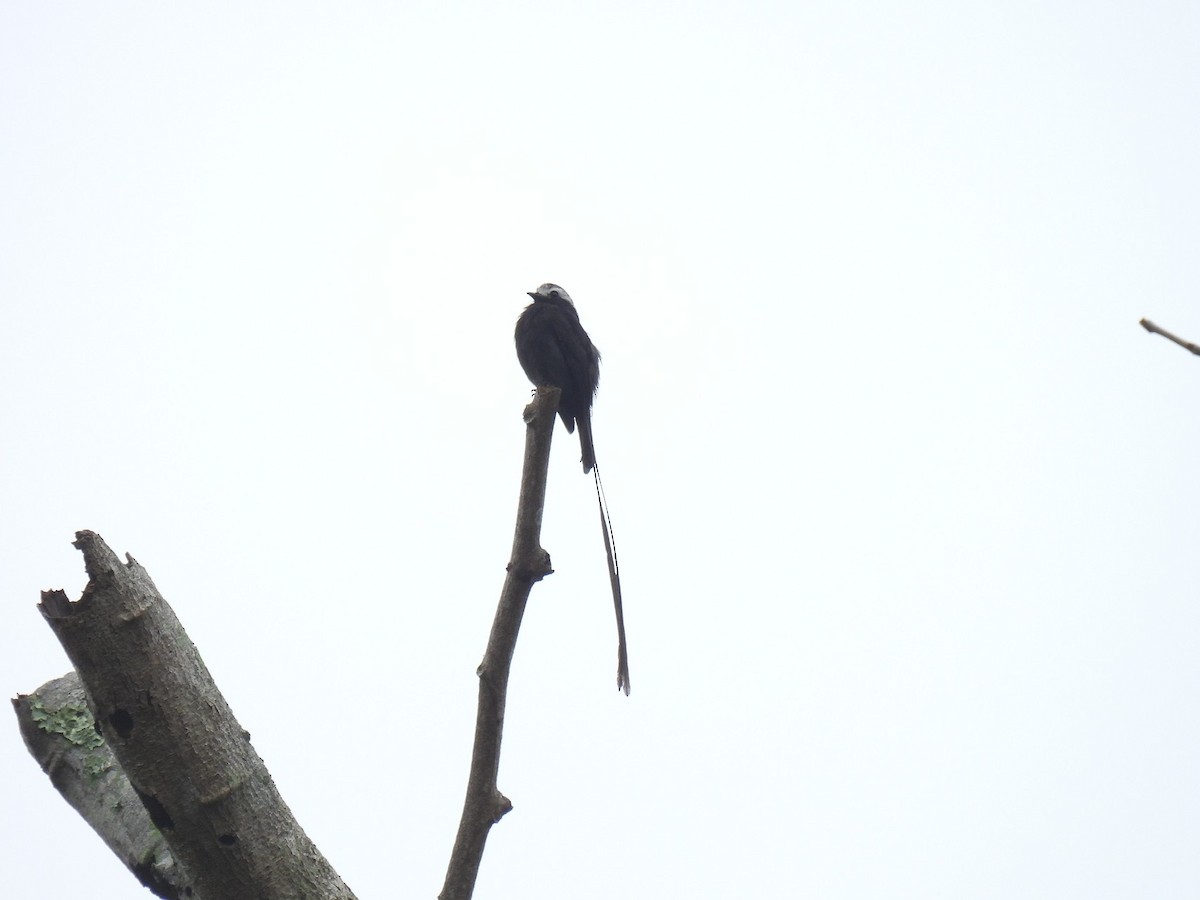 Long-tailed Tyrant - ML638233594