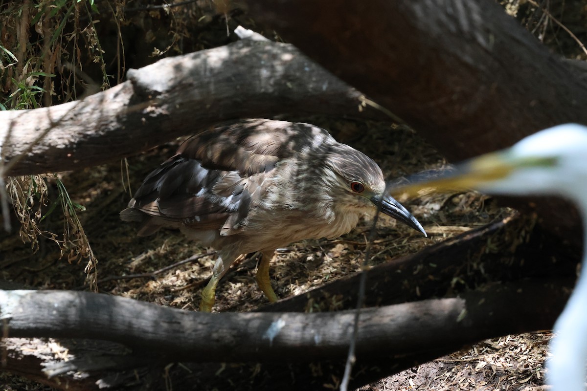 Black-crowned Night Heron - ML638233605