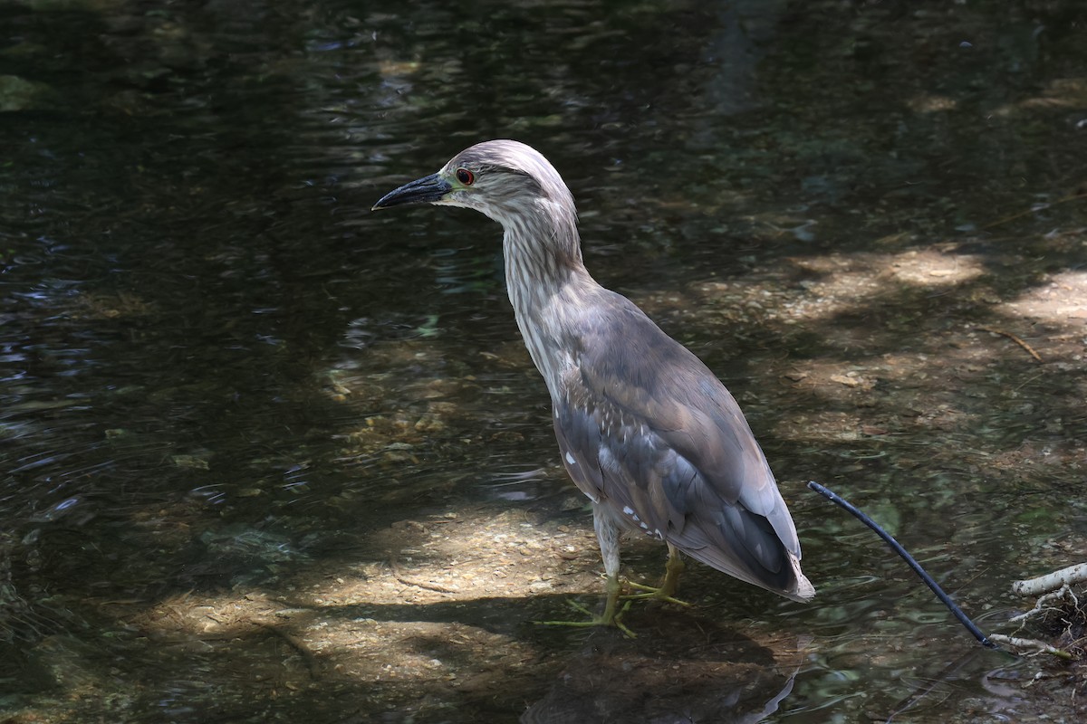 Black-crowned Night Heron - ML638233606
