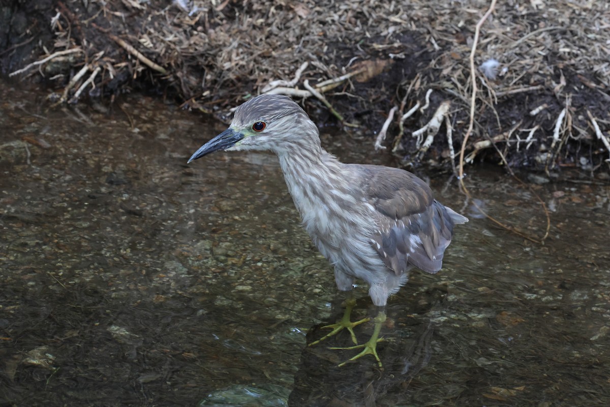 Black-crowned Night Heron - ML638233607