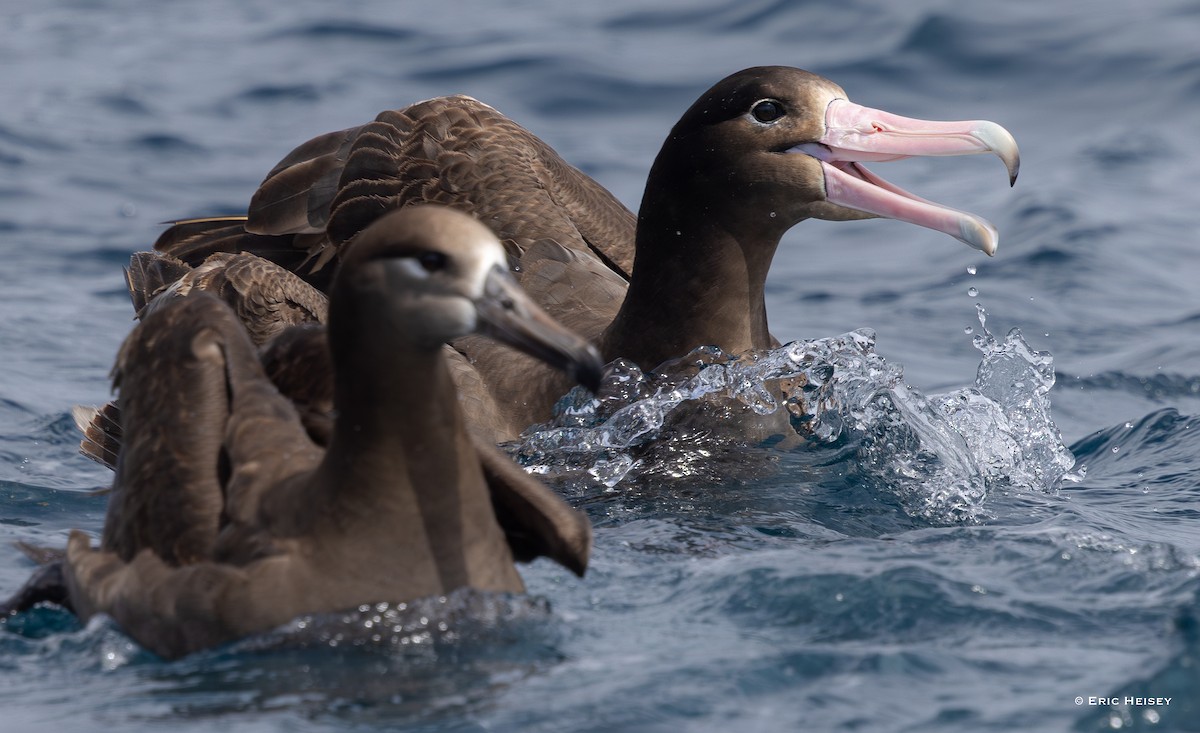 Short-tailed Albatross - ML638233610