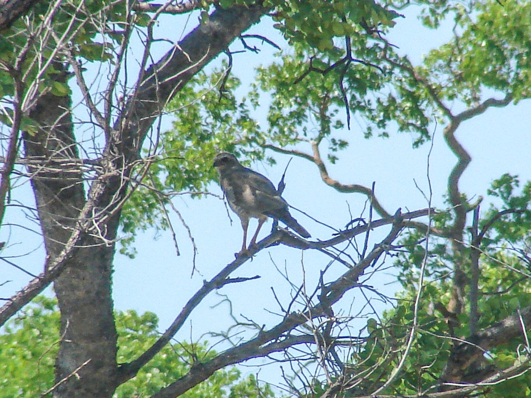 hawk sp. - ML638233612