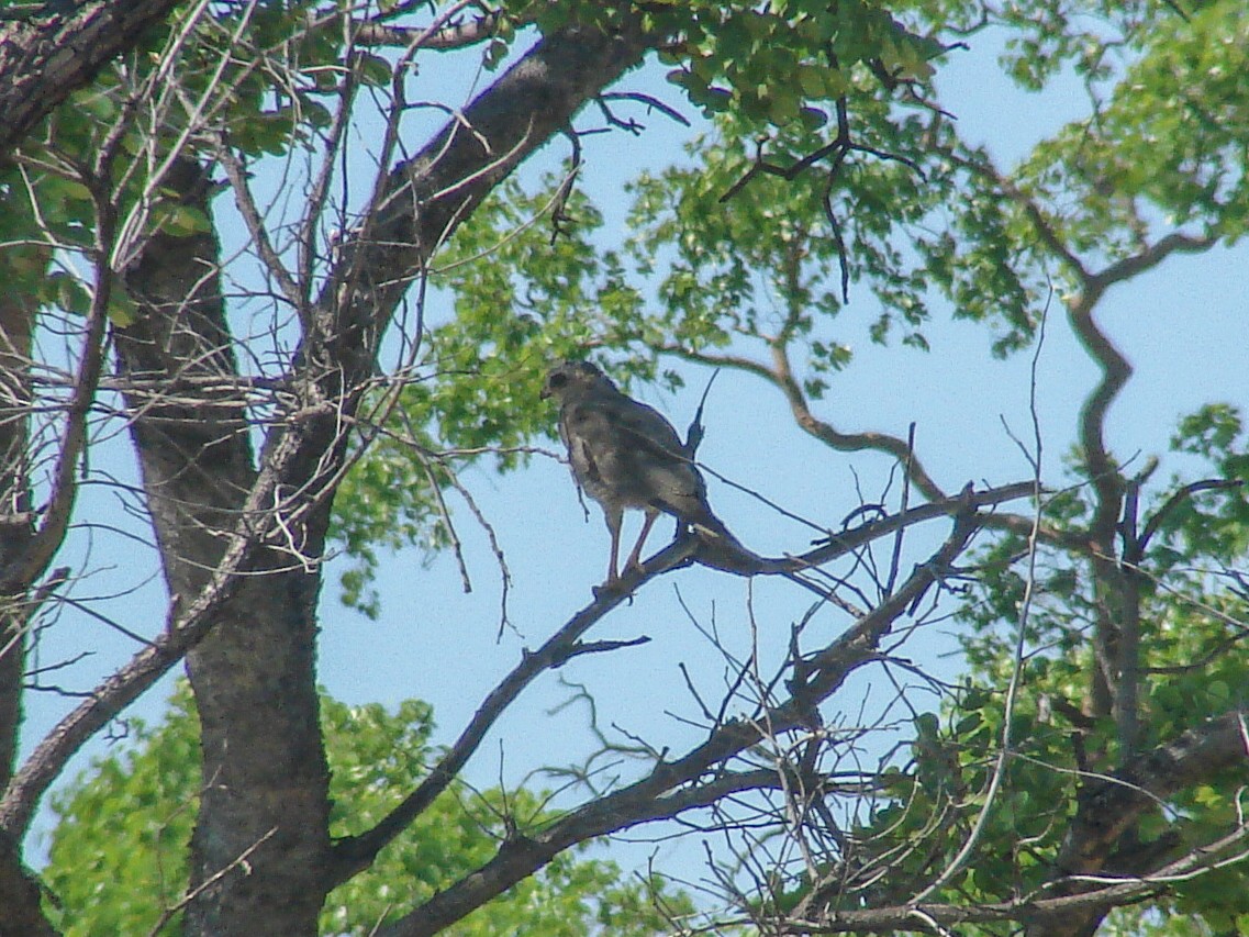 hawk sp. - ML638233613