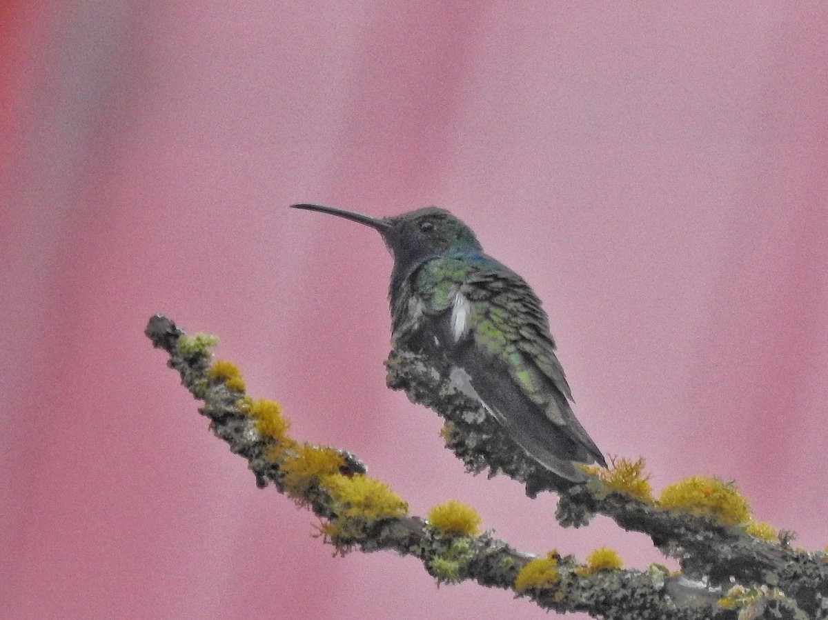 Black-throated Mango - ML638233616