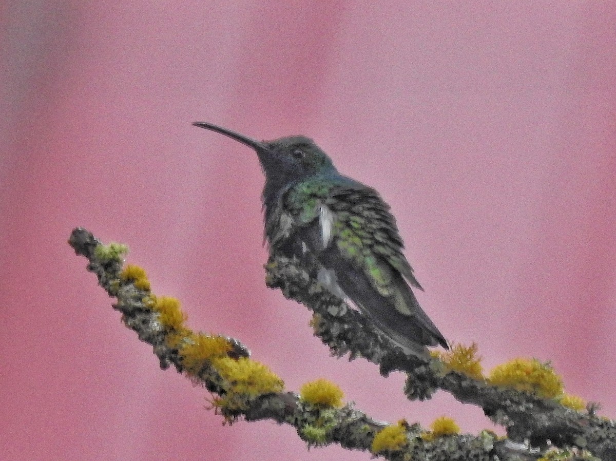 Black-throated Mango - ML638233617