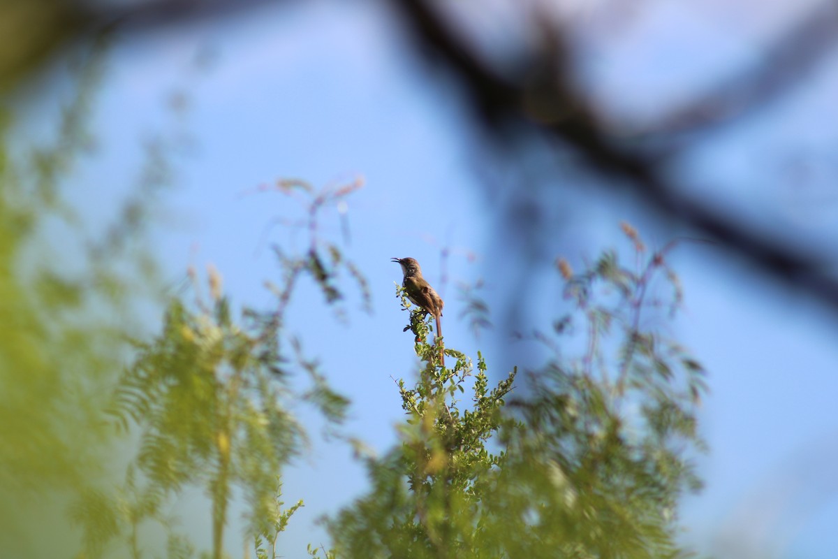 Long-billed Thrasher - ML638233619