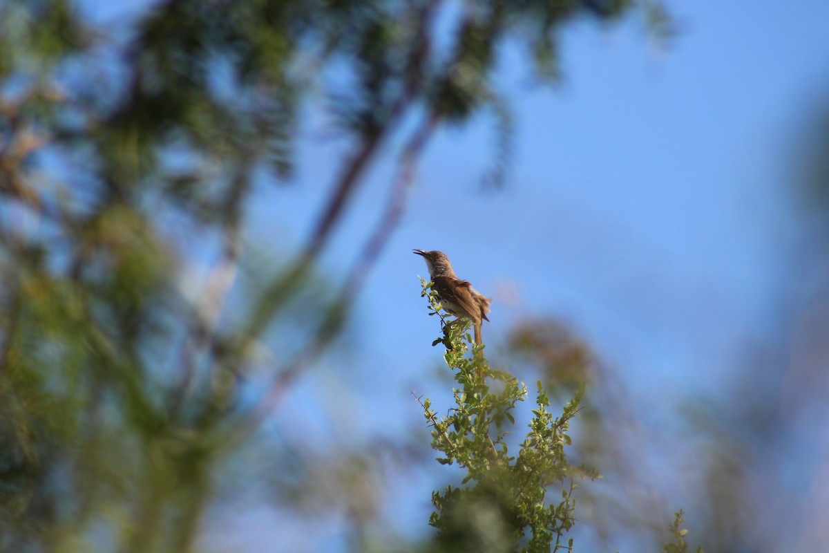 Long-billed Thrasher - ML638233620