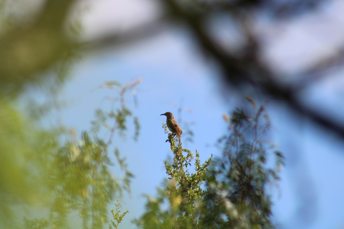 Long-billed Thrasher - ML638233621