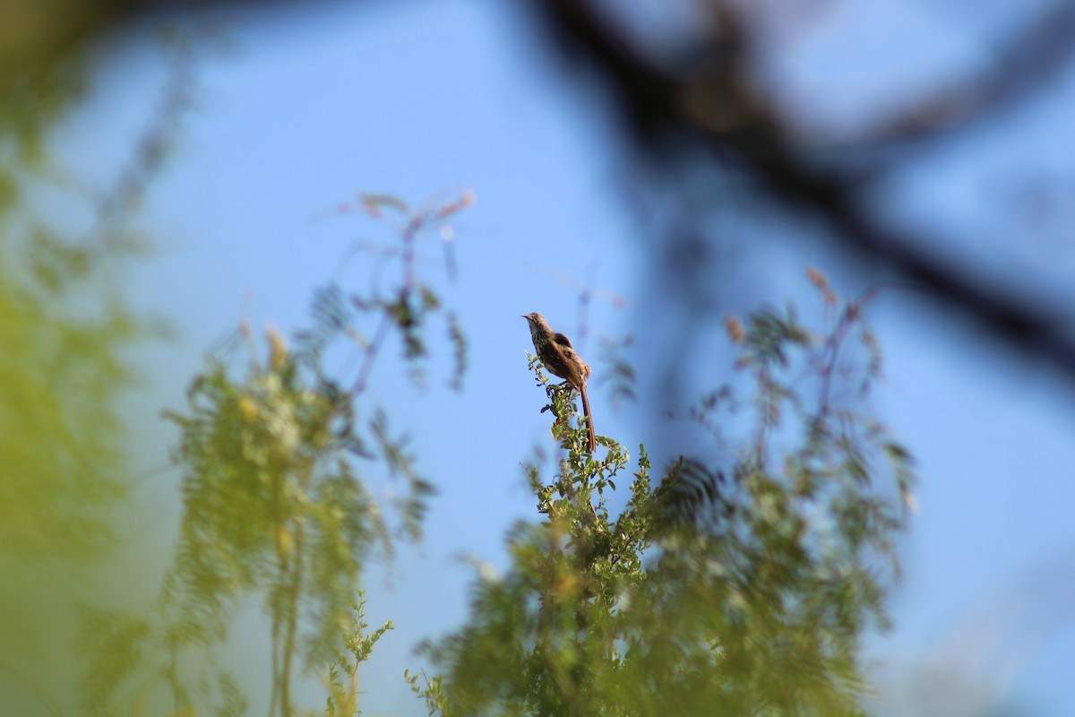 Long-billed Thrasher - ML638233622
