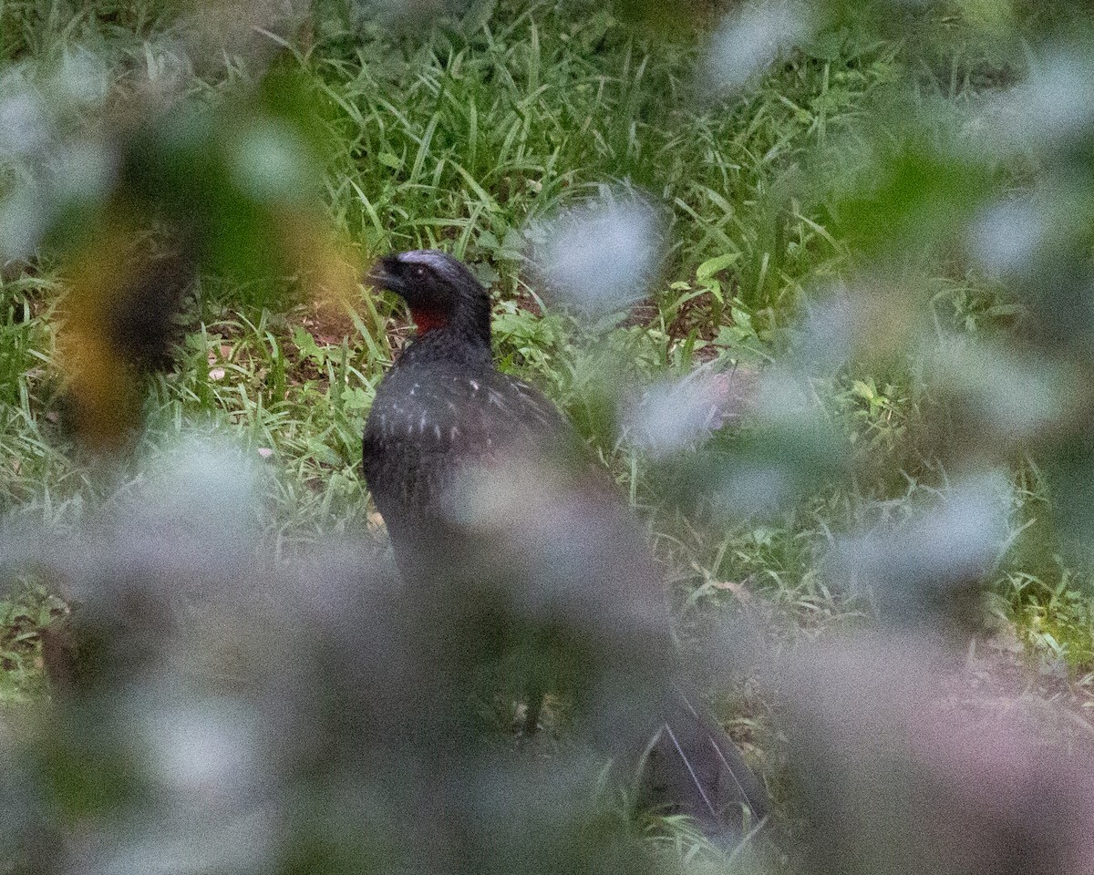 Dusky-legged Guan - ML638233633