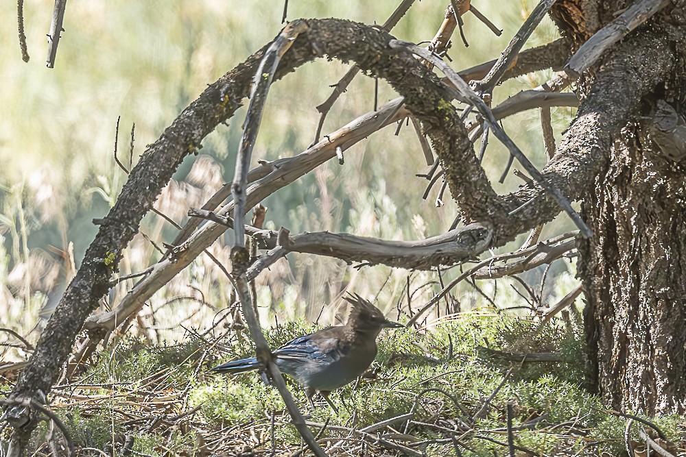 Steller's Jay - ML638233635