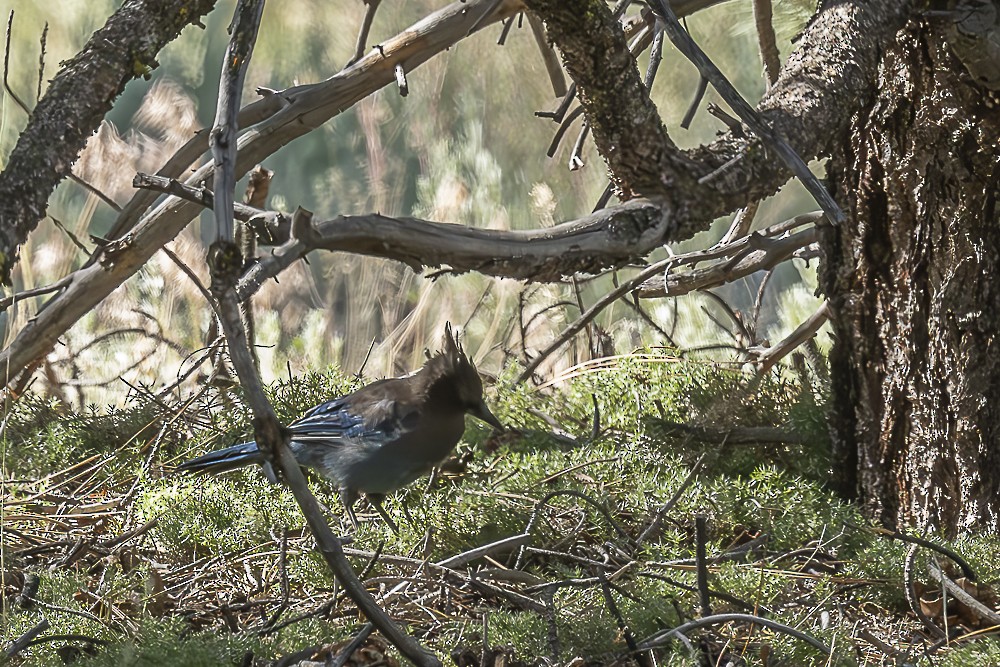 Steller's Jay - ML638233636