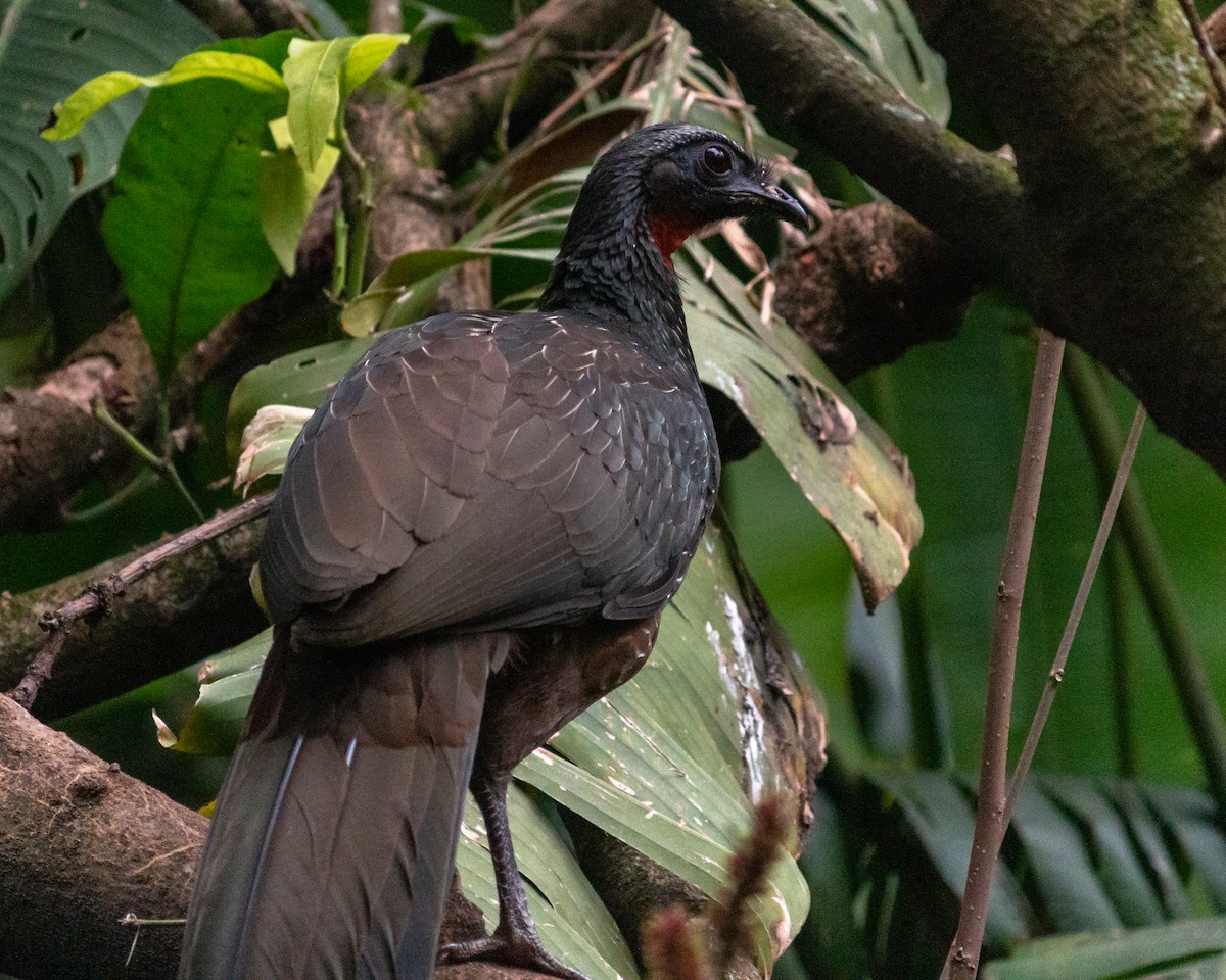 Dusky-legged Guan - ML638233637