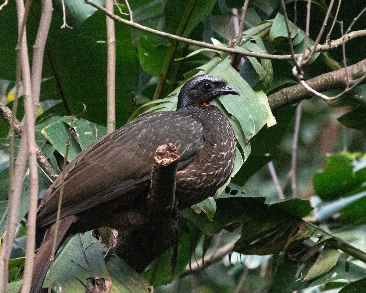 Dusky-legged Guan - ML638233638