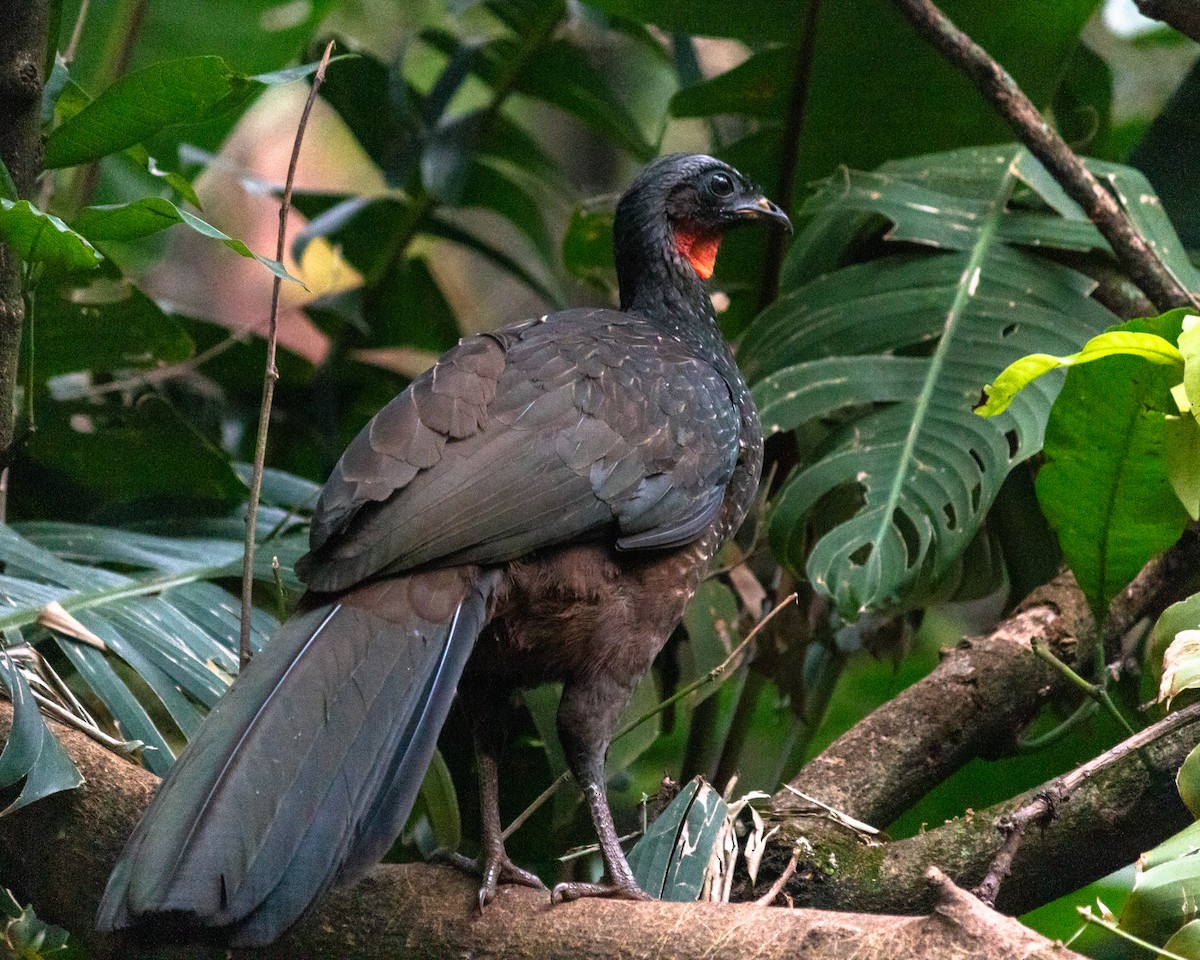 Dusky-legged Guan - ML638233639