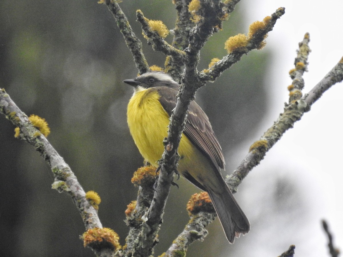 Social Flycatcher - ML638233641