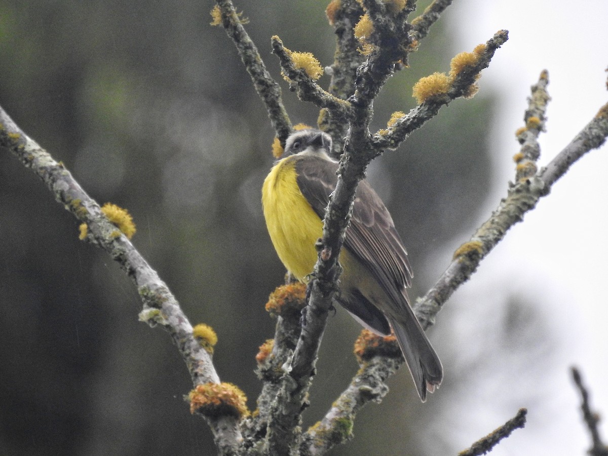 Social Flycatcher - ML638233646