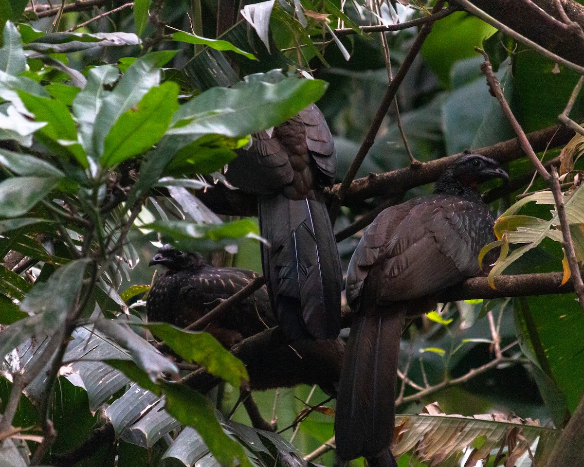 Dusky-legged Guan - ML638233647