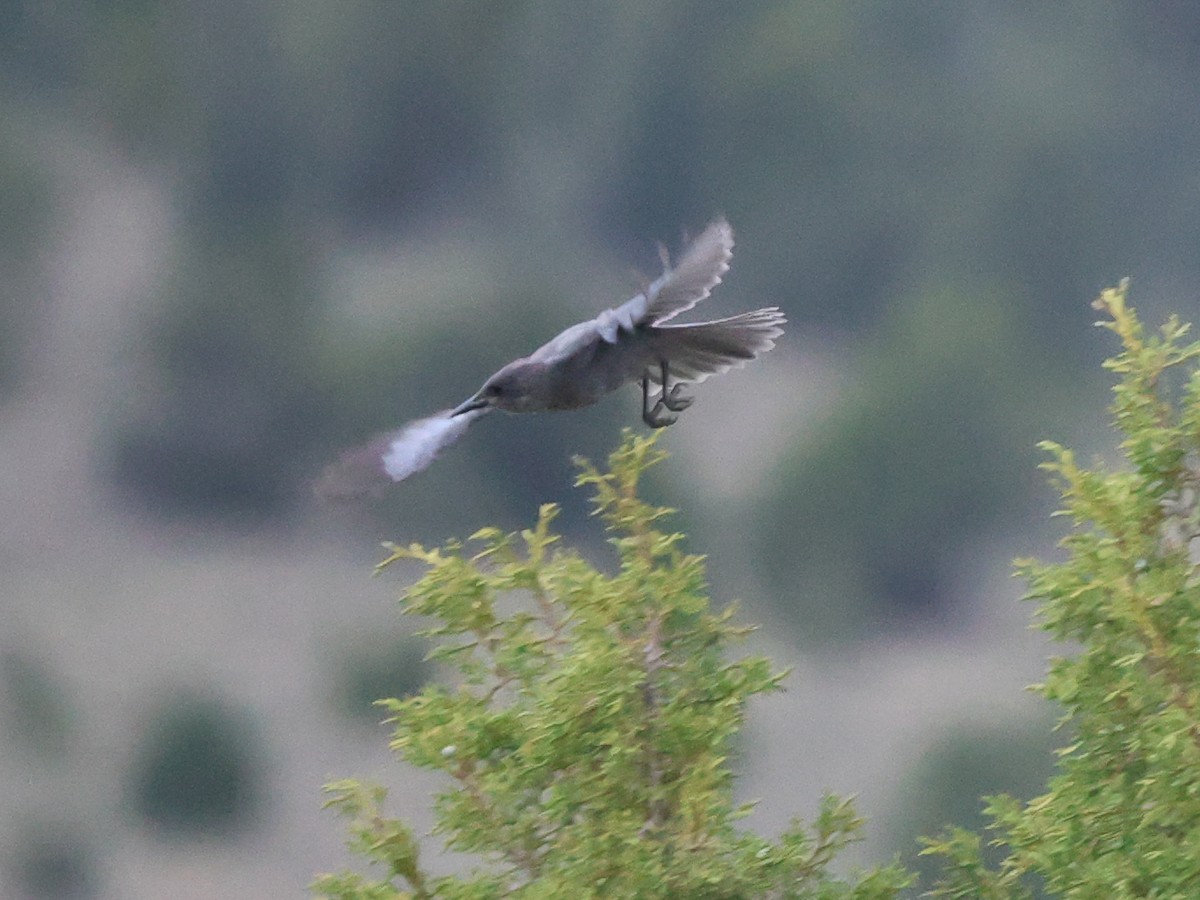 Pinyon Jay - ML638233669