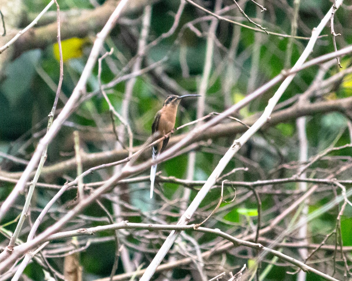 Planalto Hermit - ML638233691