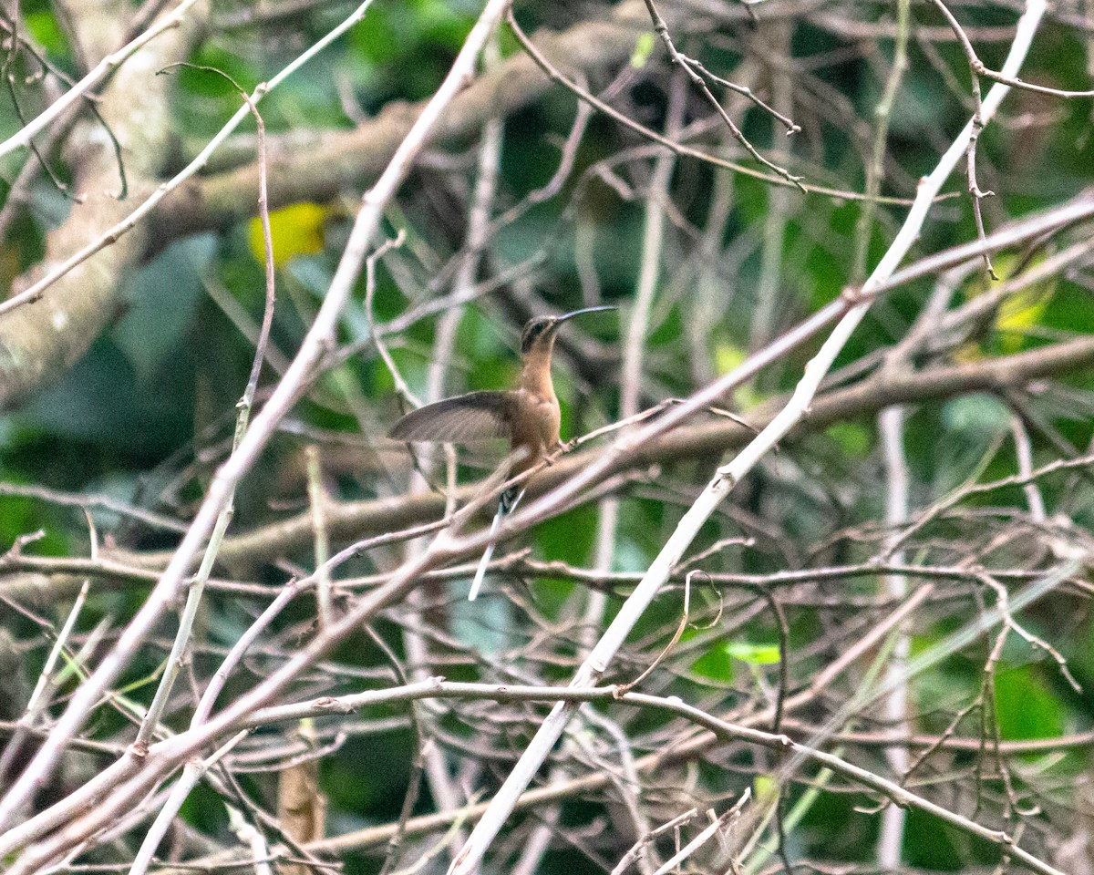 Planalto Hermit - ML638233692
