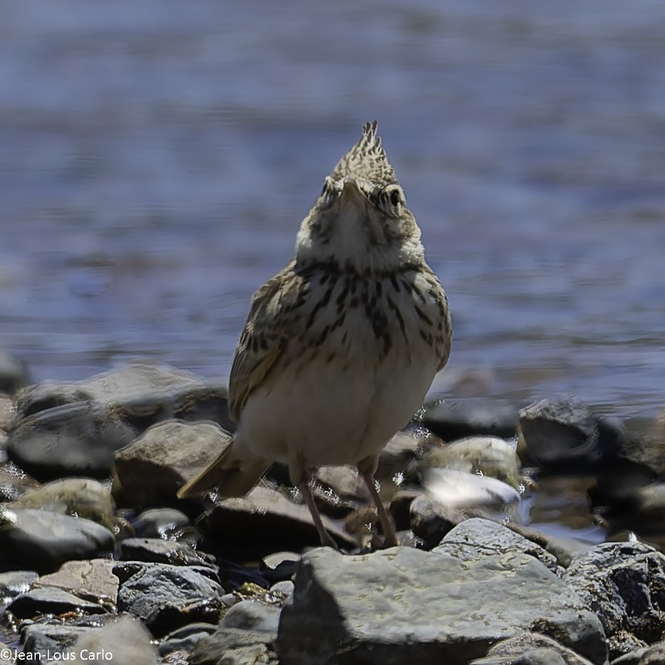 Crested Lark - ML638233699