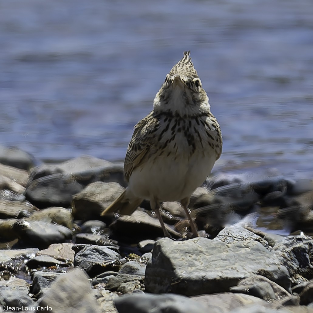 Crested Lark - ML638233700