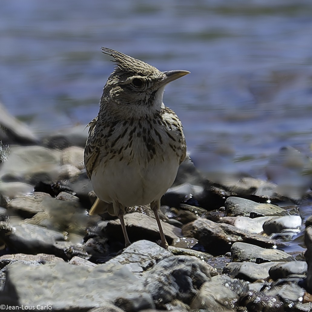 Crested Lark - ML638233701