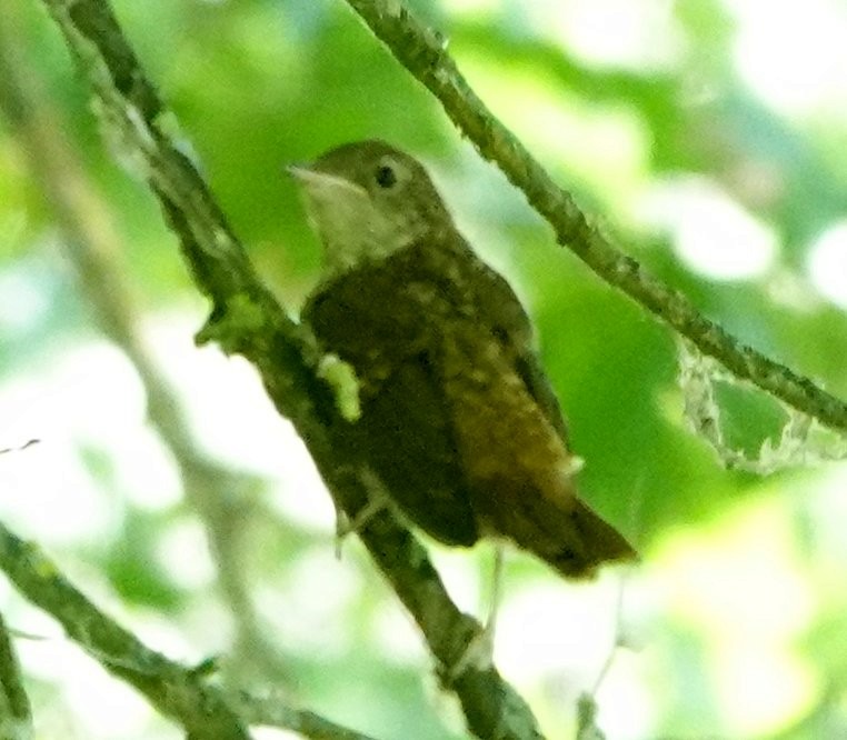 Common Nightingale - ML638233713