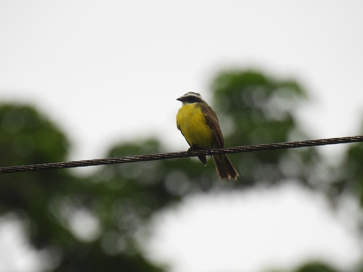 Social Flycatcher - ML638233714
