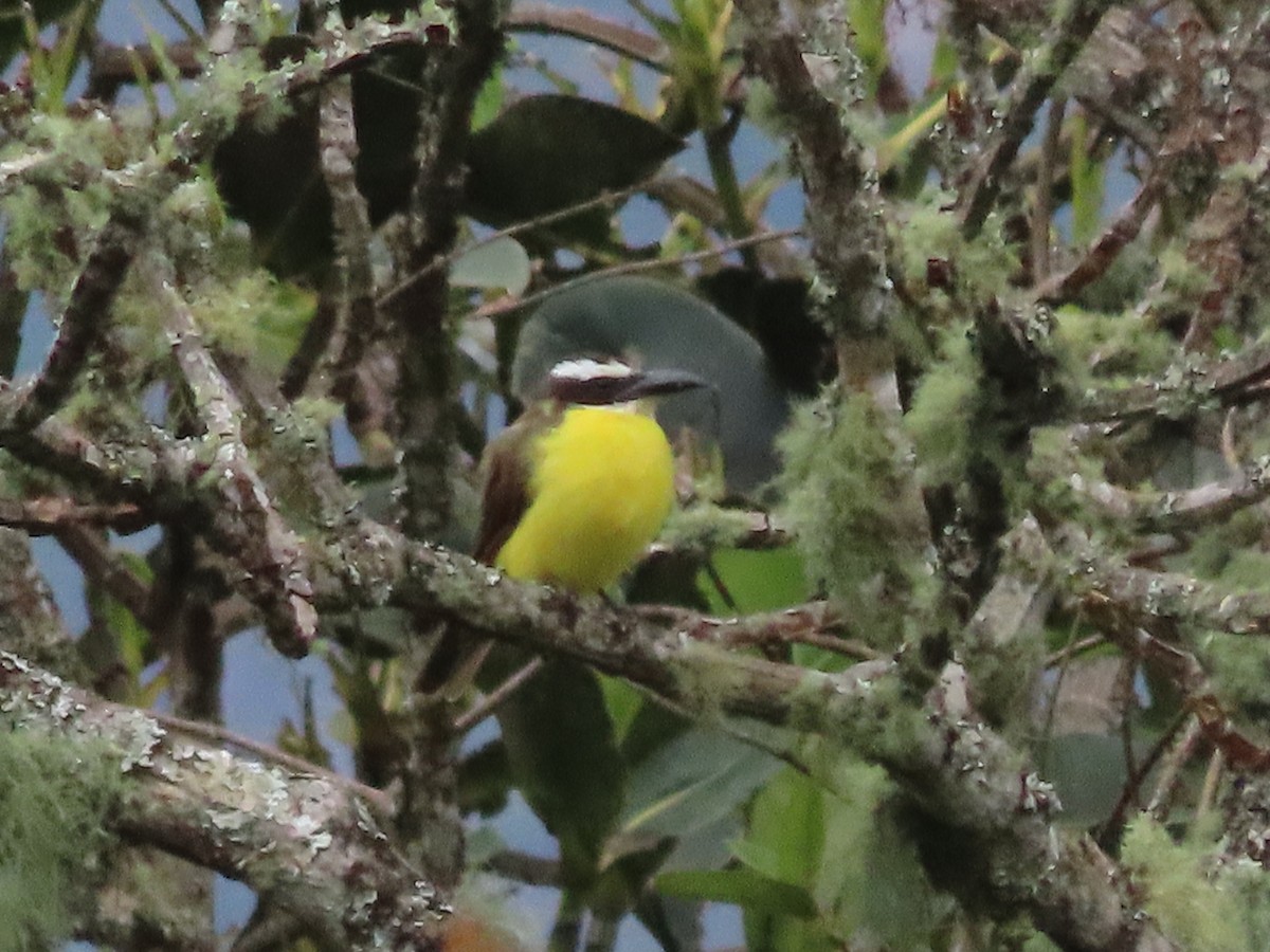 Boat-billed Flycatcher - ML638233715