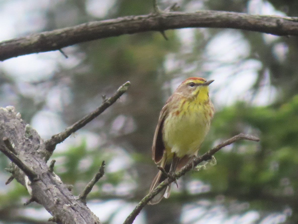 Palm Warbler (Western) - ML638233717
